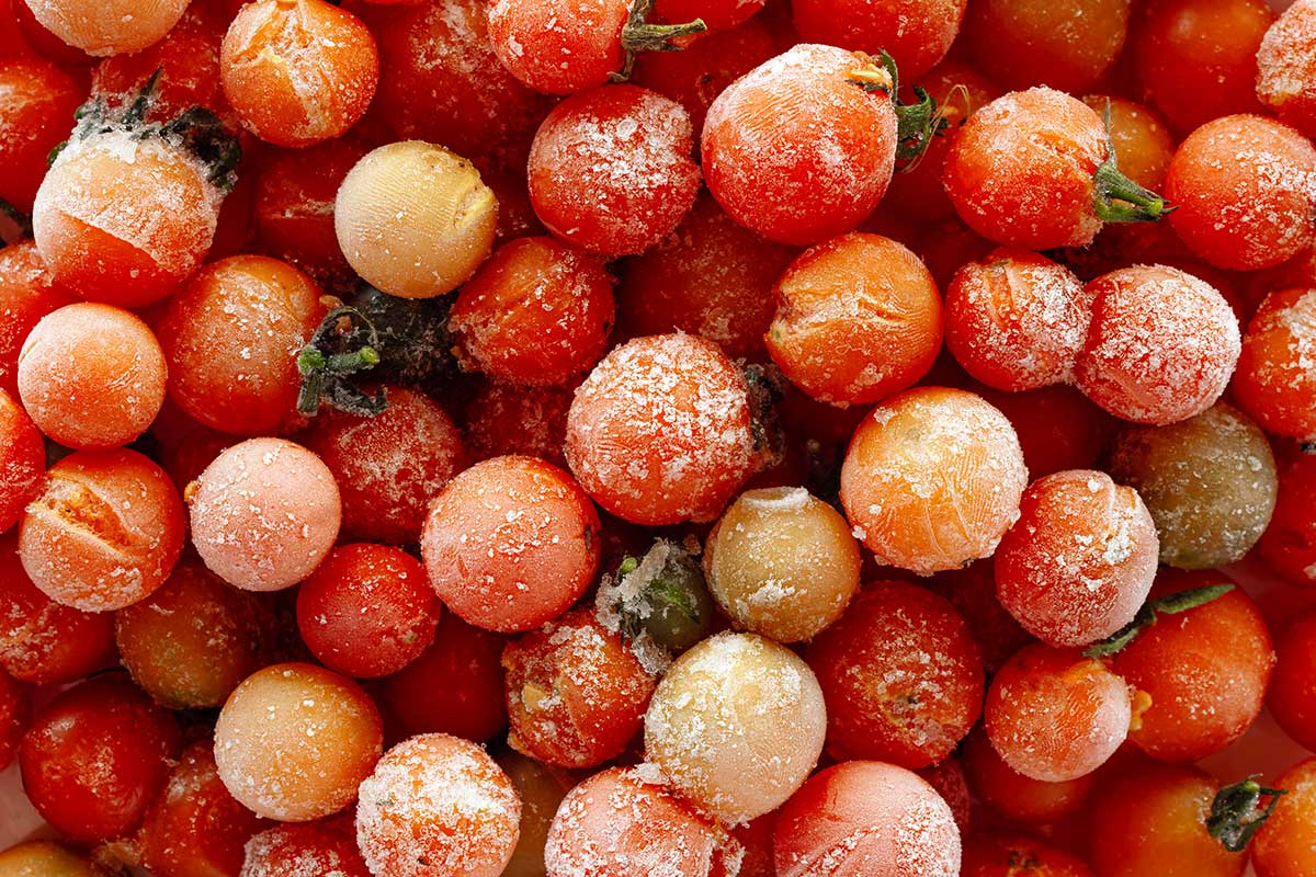 méthodes pour congeler les tomates