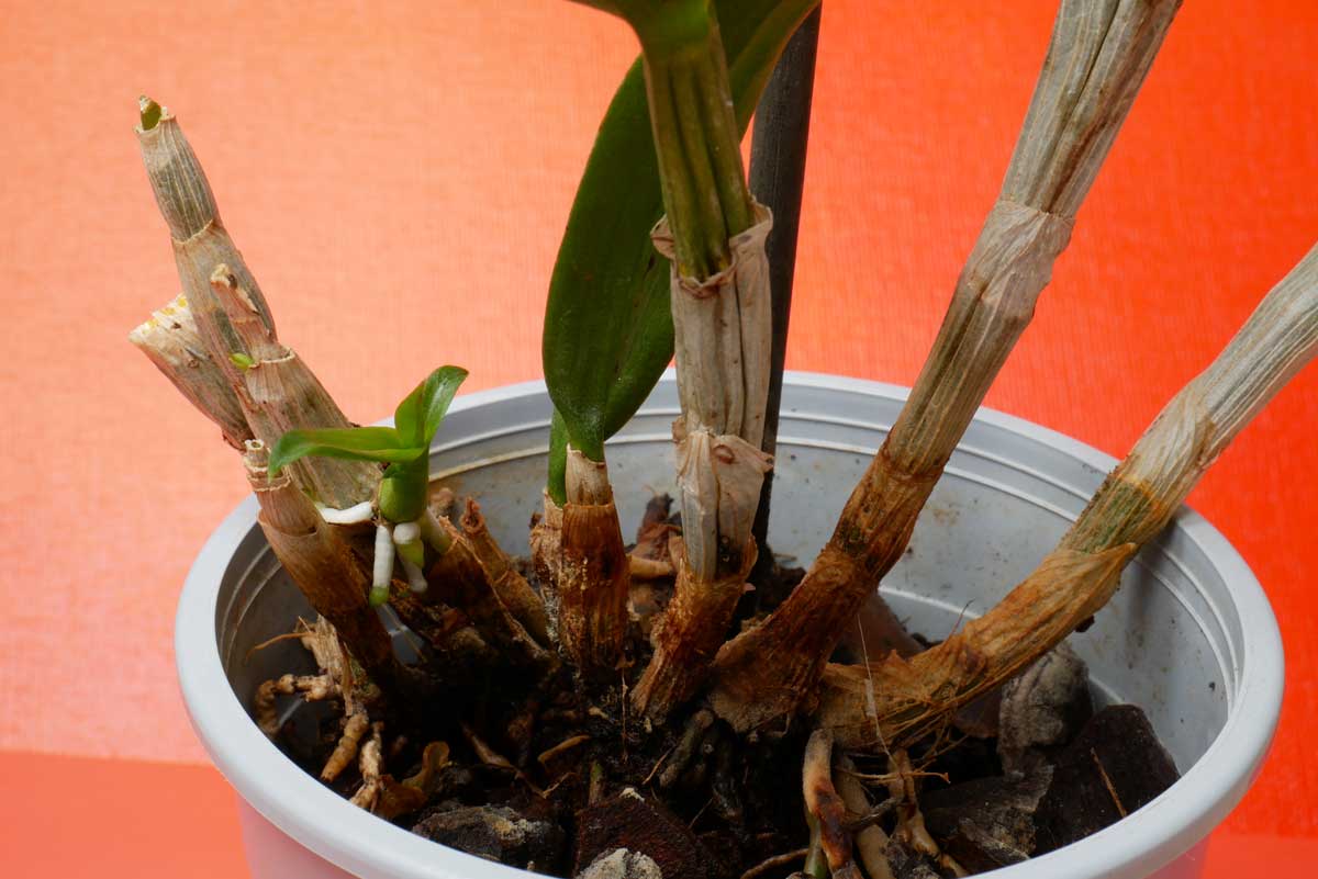 Orchidée aux racines pourries