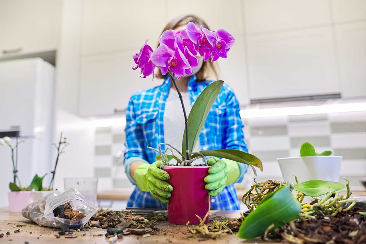 Orchidées avec de belles fleurs roses.