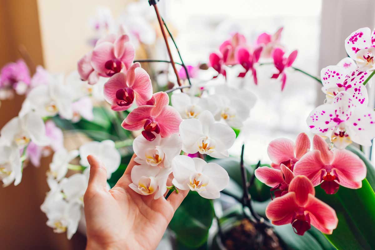 orchidées perdent leurs fleurs