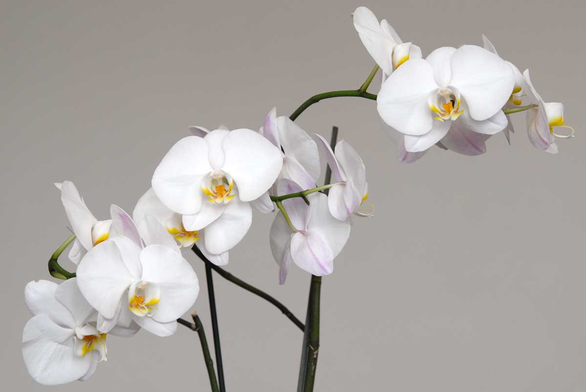 orchidées blanches