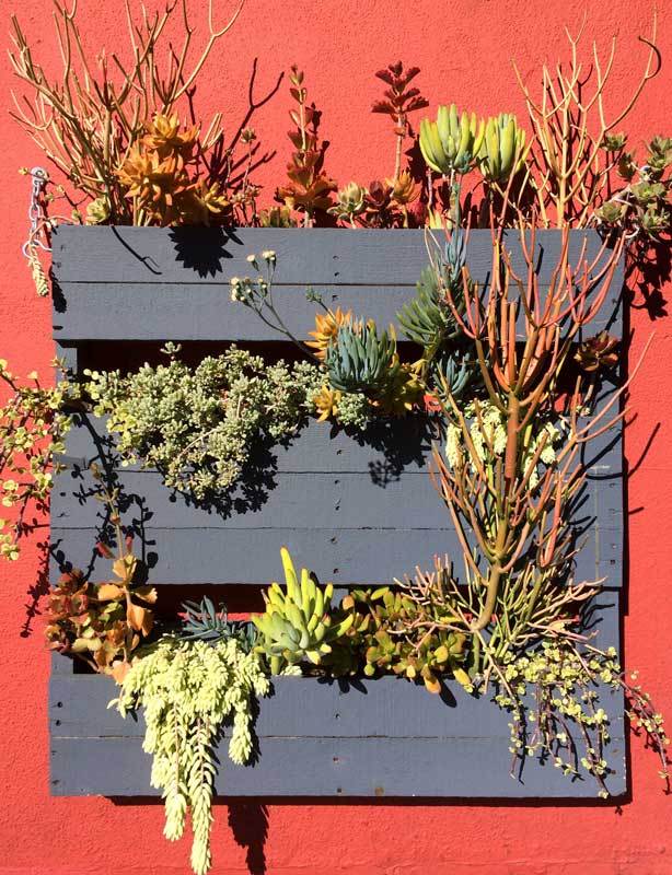 jardinière de plantes grasses avec palette en bois