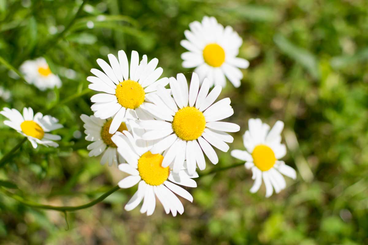 marguerite dans le jardin en été