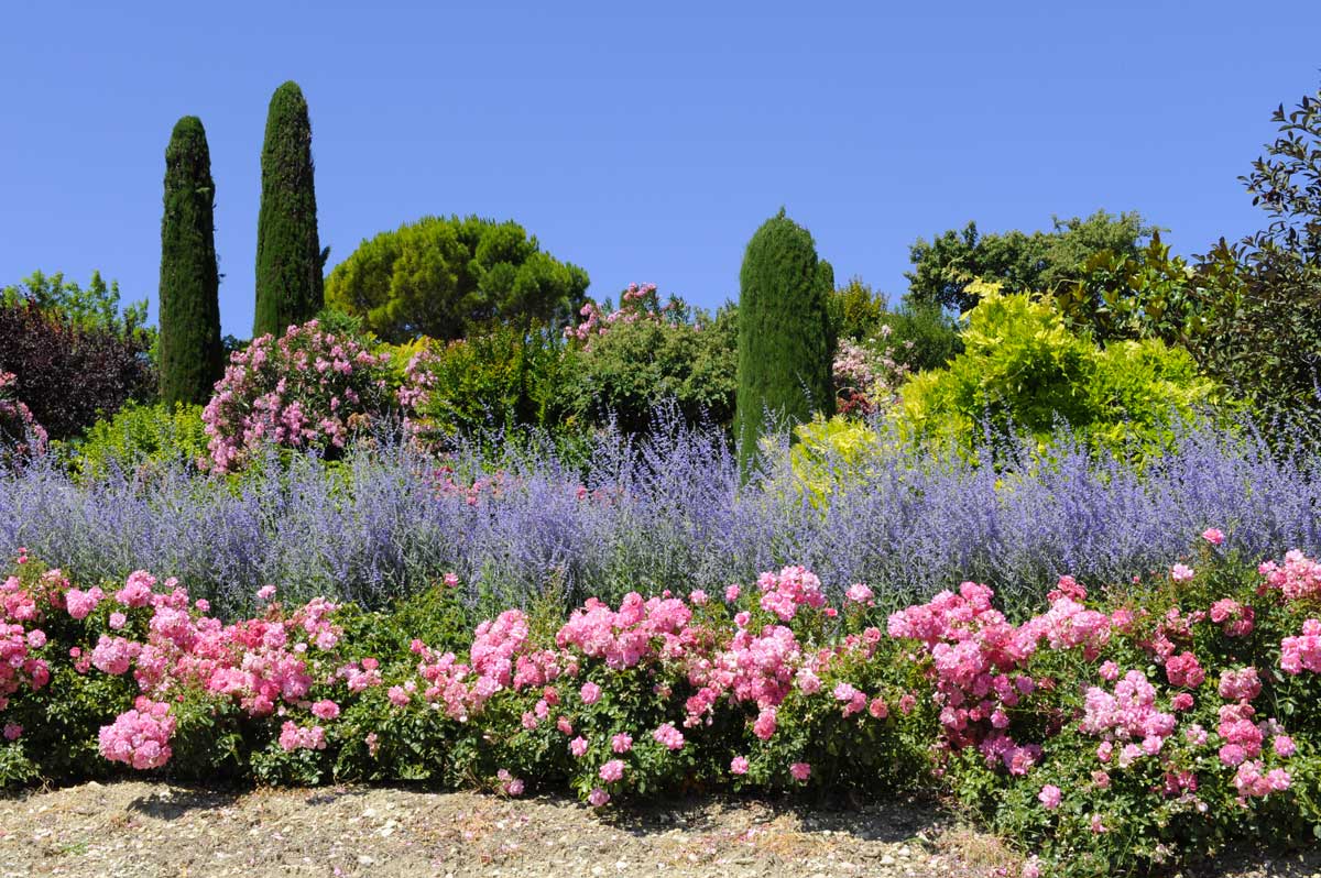 lavande, jardin en été