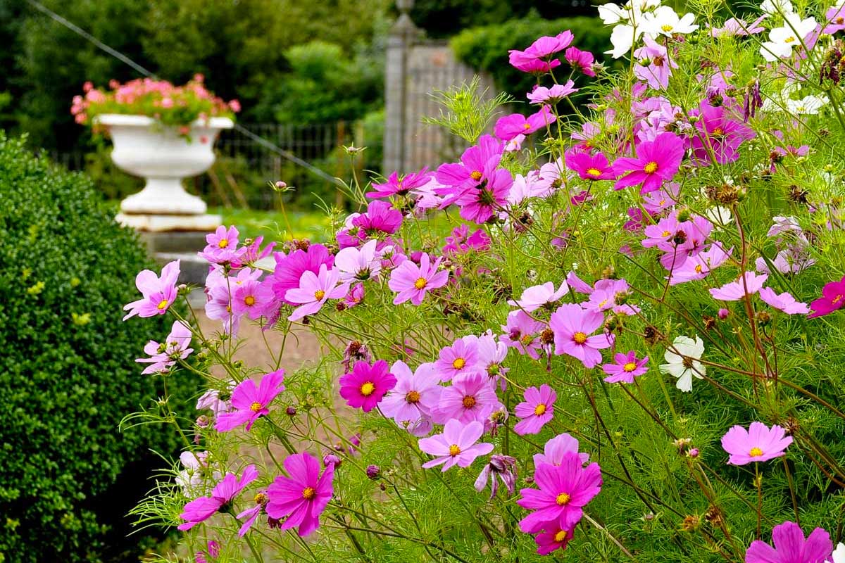 parterres de jardin, fleurs en été