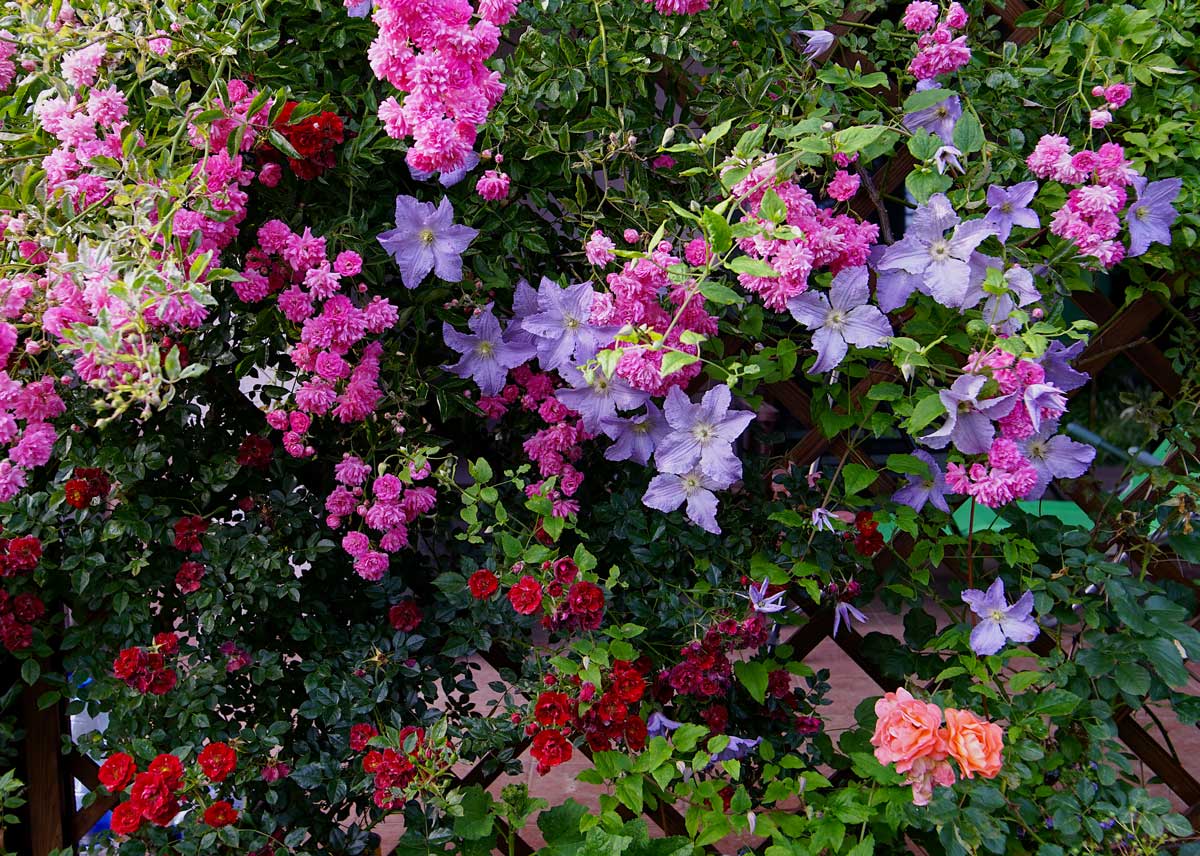 Roses grimpantes et clematide sur pergola.