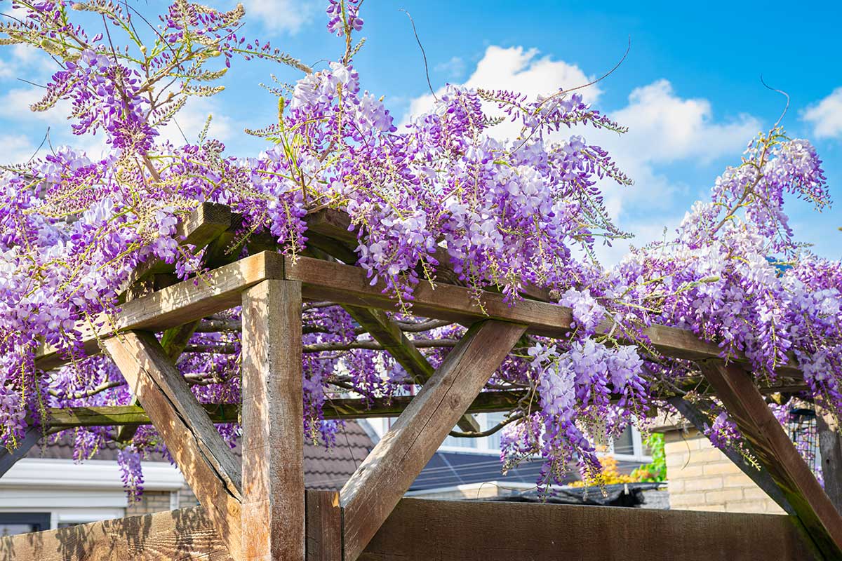 Pergola con Glycine