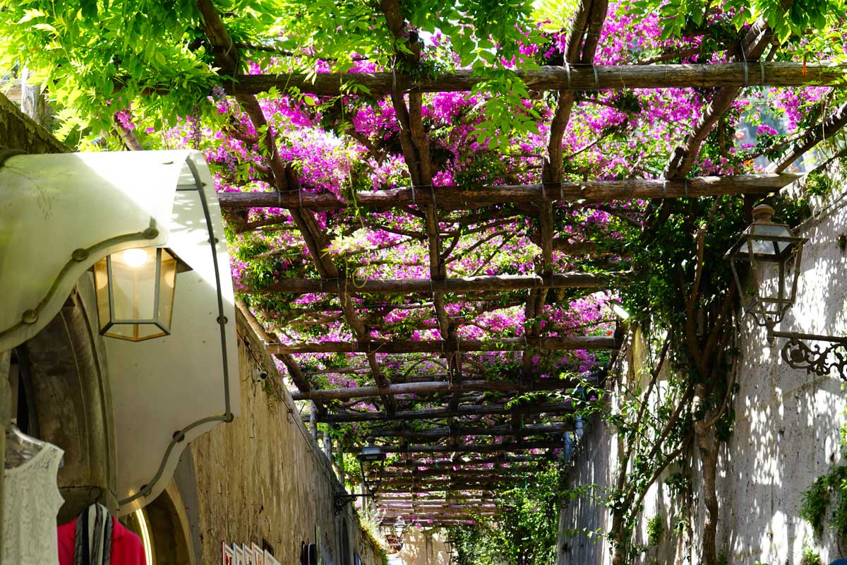 Bougainvillier sur pergola