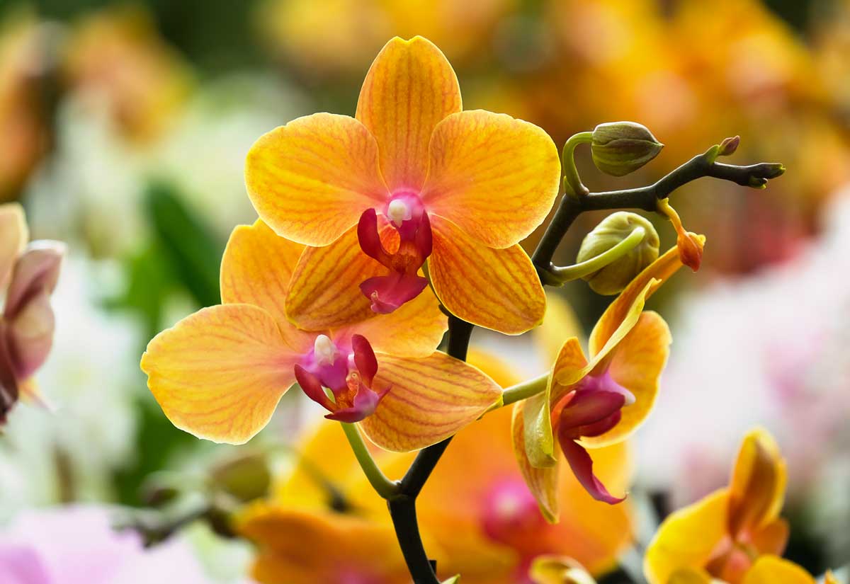 orchidée Phalaenopsis jaune, orange