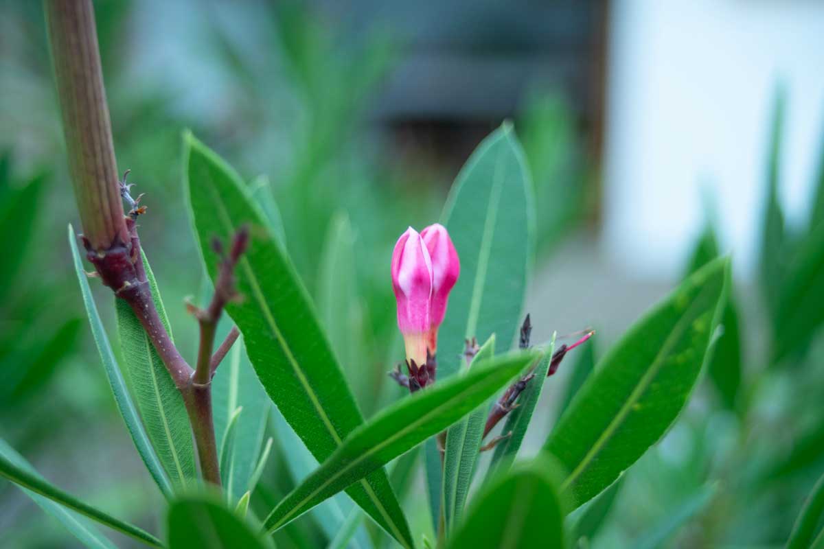 les plantes a bouturer en juillet