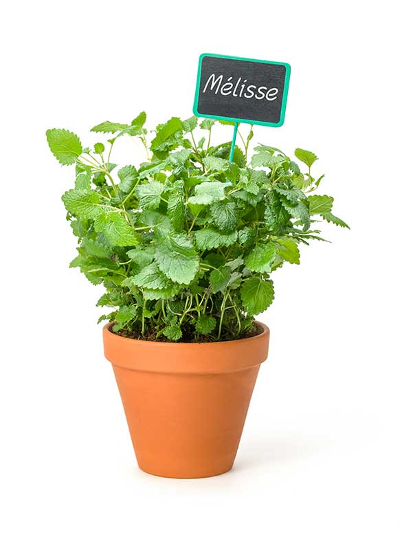 mélisse en pot