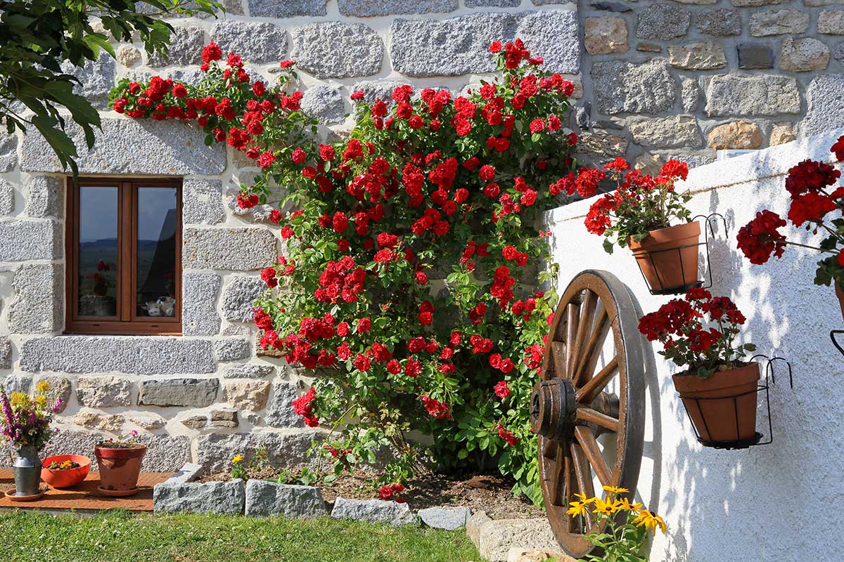 rosier rouge magnifique dans le jardin