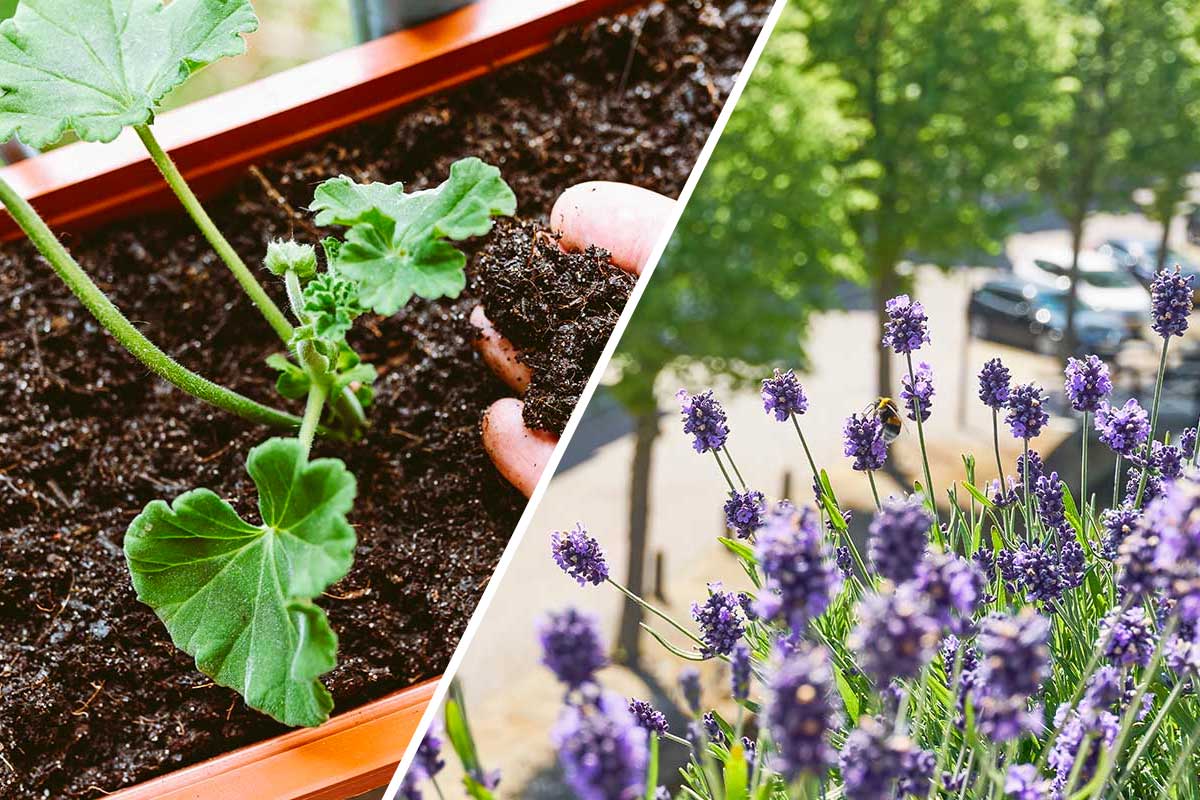 plantes faciles-boutures balcon juillet