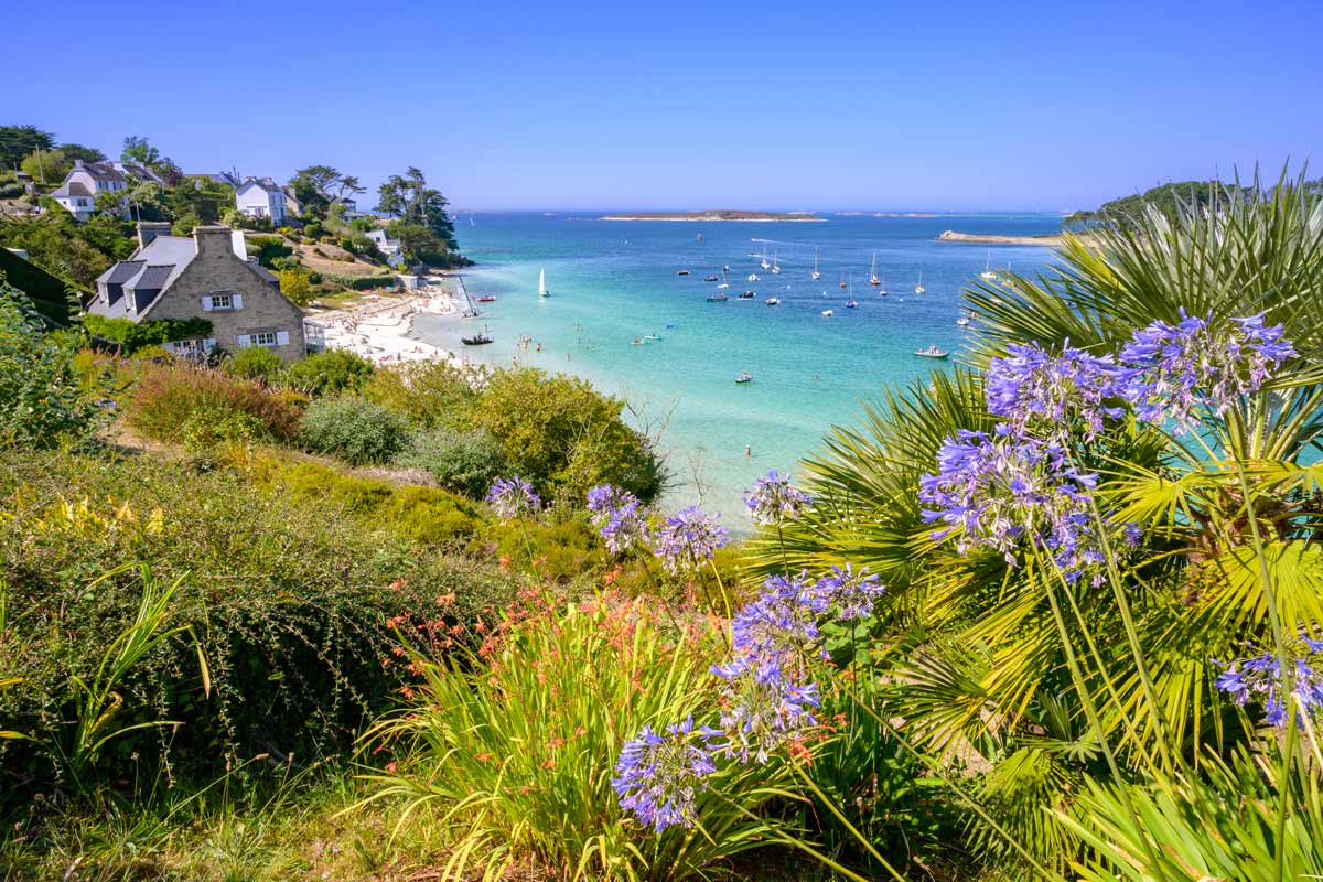 agapanthe sur la plage