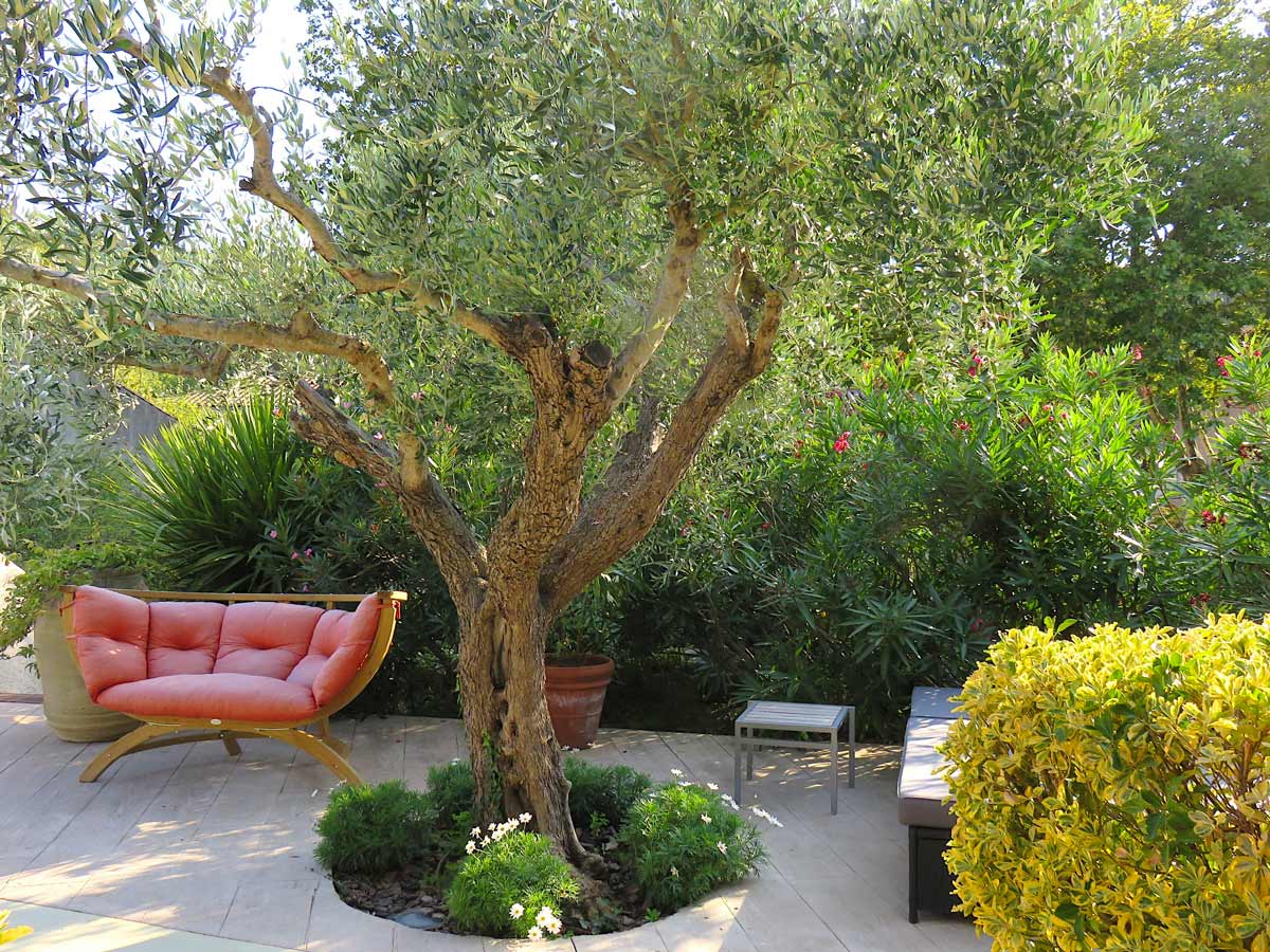 olivier dans le jardin