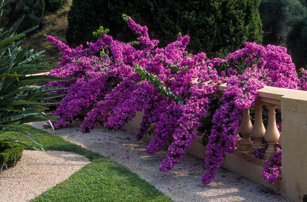 magnifique bougainvillier, plantes méditerranéennes