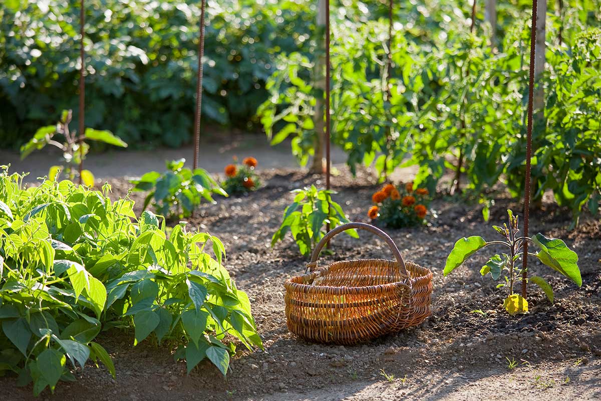 potager au mois d'août