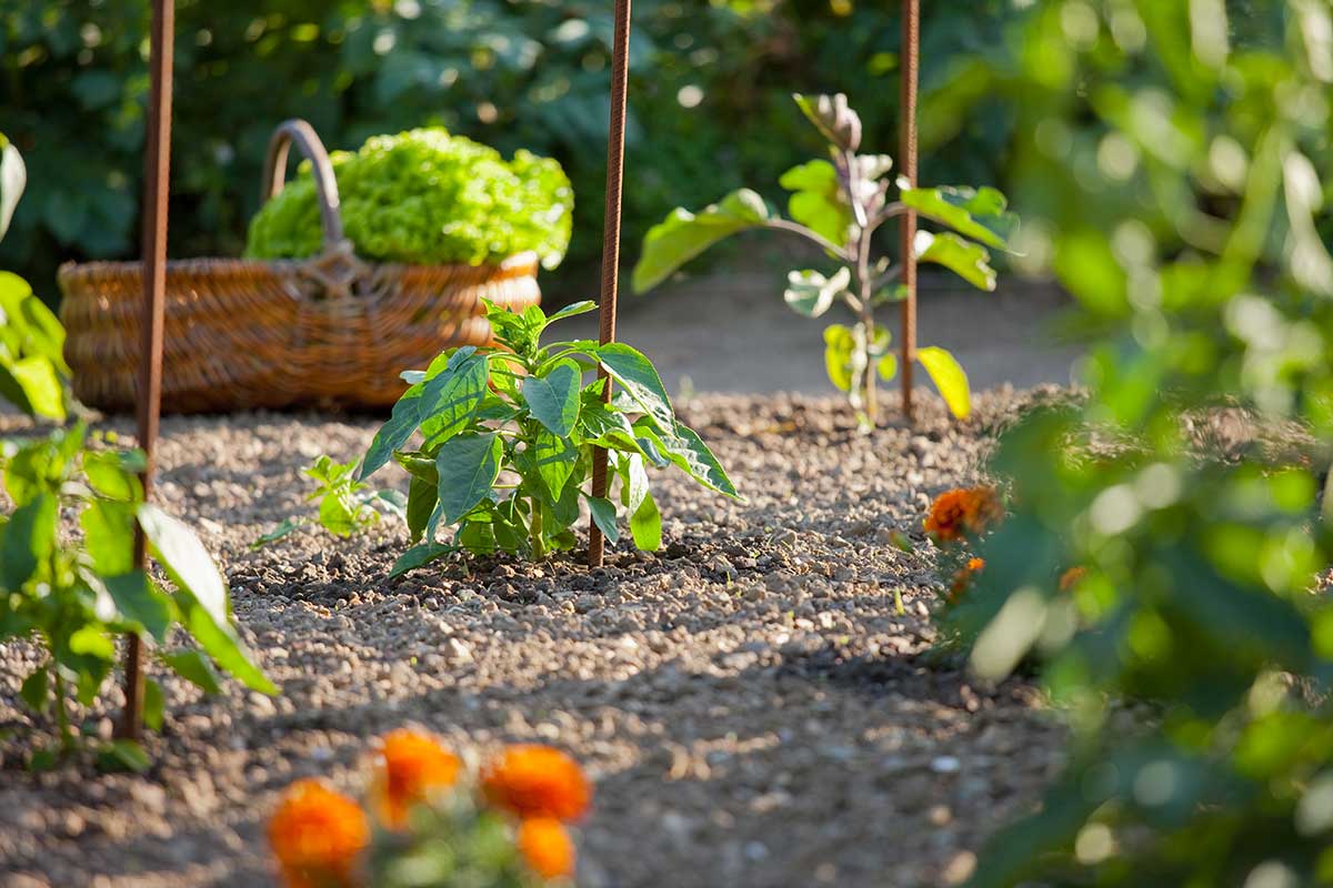 Que planter en août dans le potager.