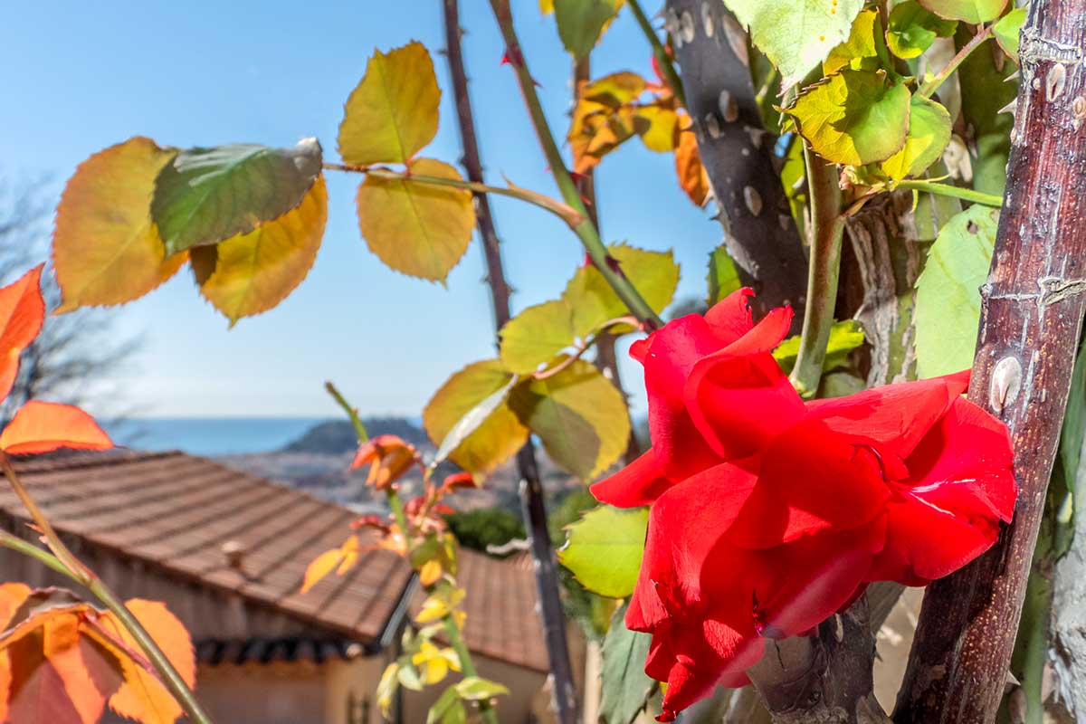 feuilles des rosiers jaunissent