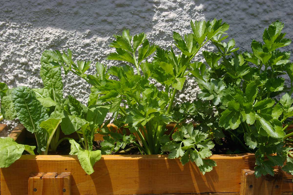 légumes en vase sur un balcon