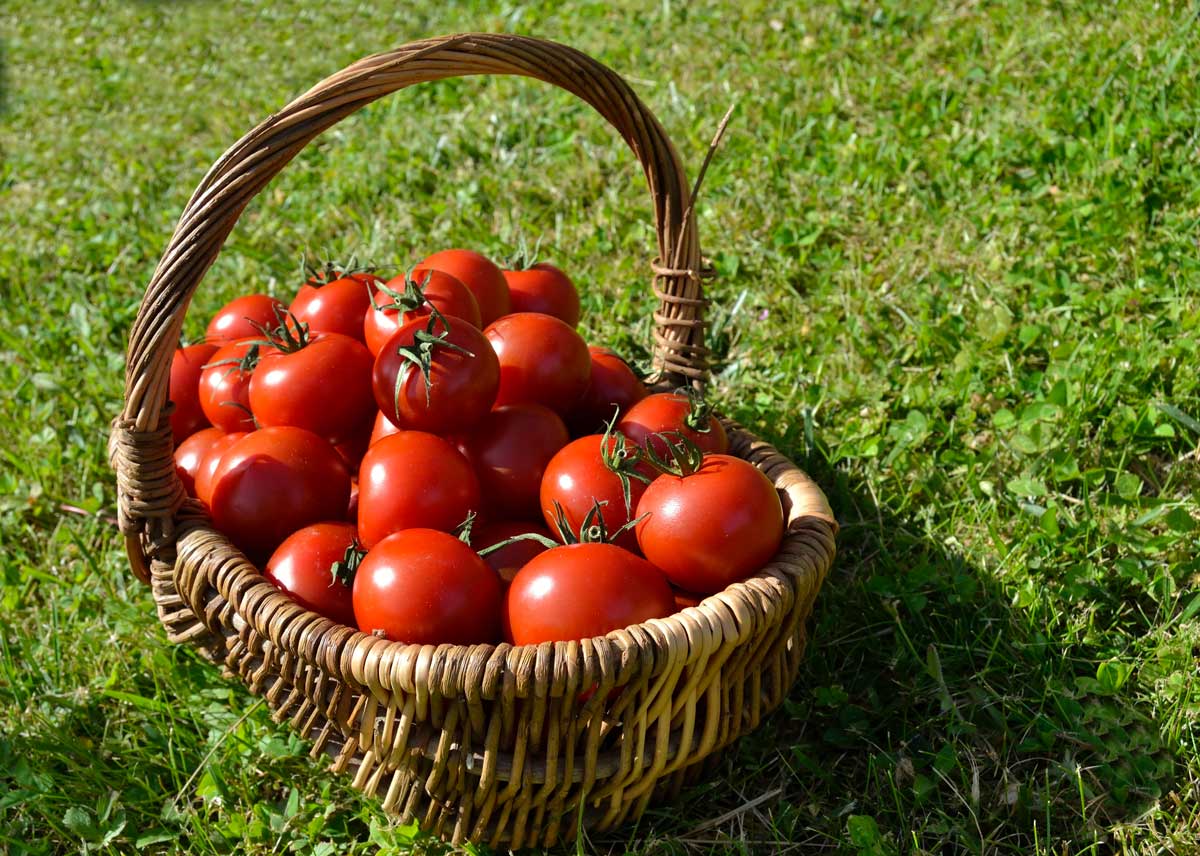 récolte de tomates dans un panier