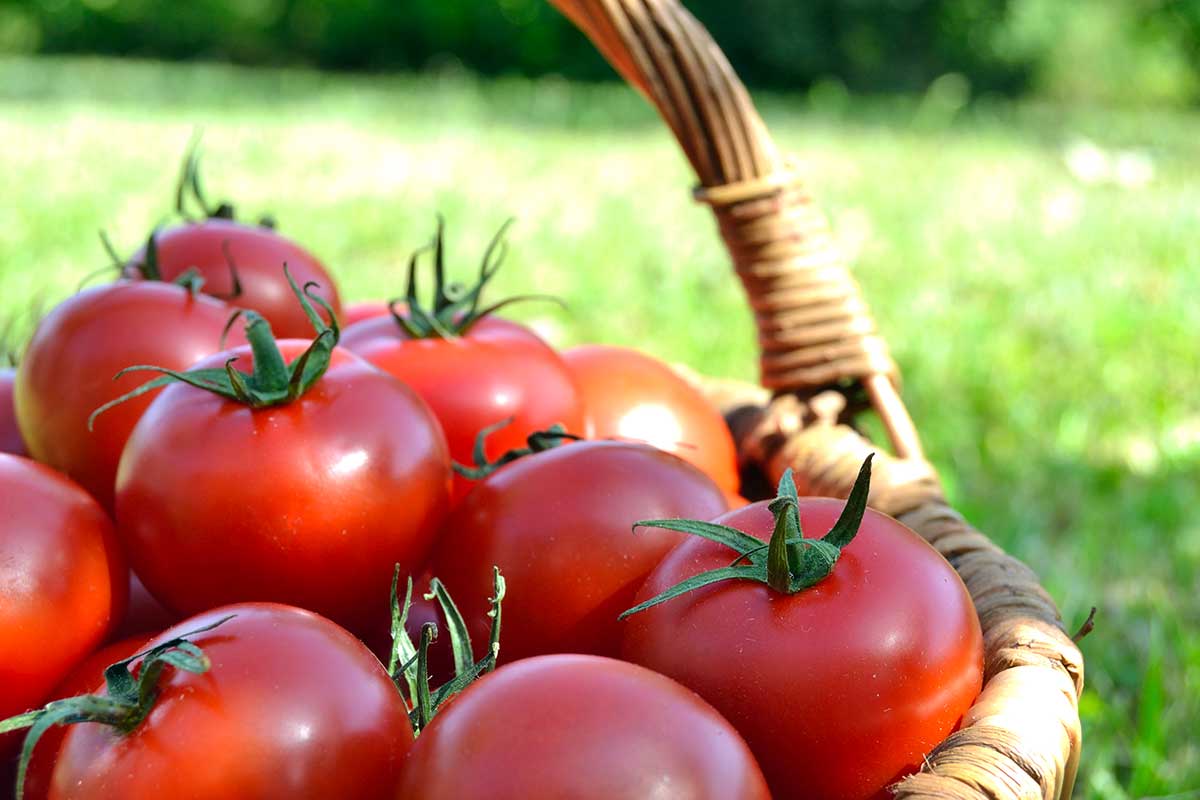 comment et quand récolter les tomates du potager