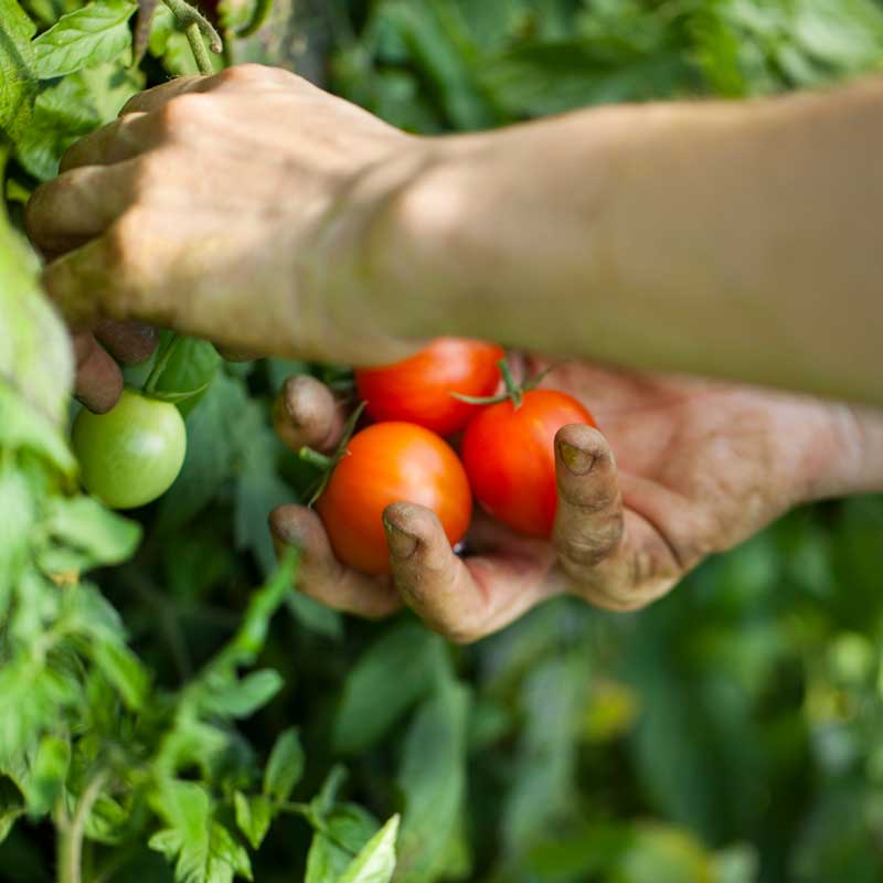Récolte des tomates dans le jardin
