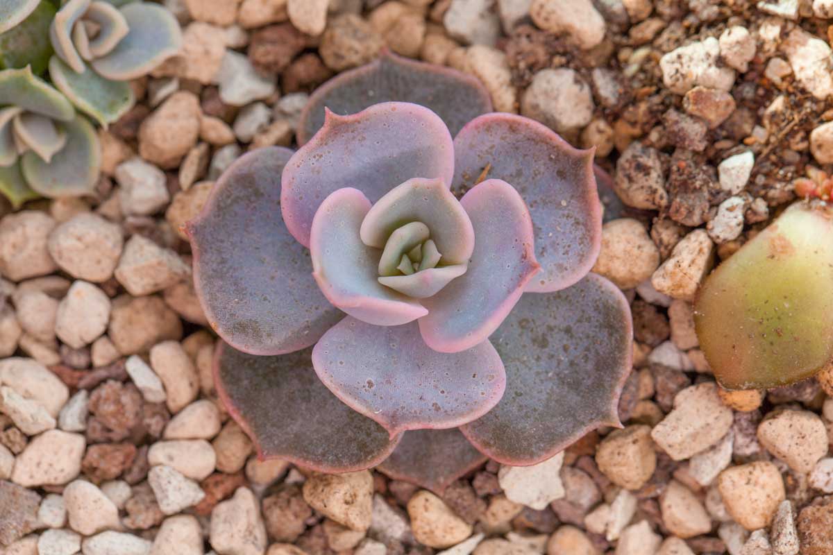 Echeveria, rocaille de jardin