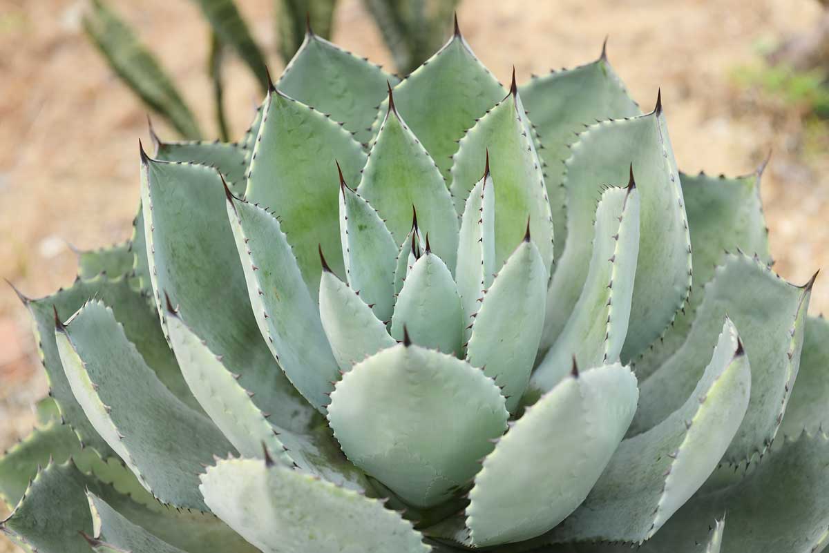 Agave