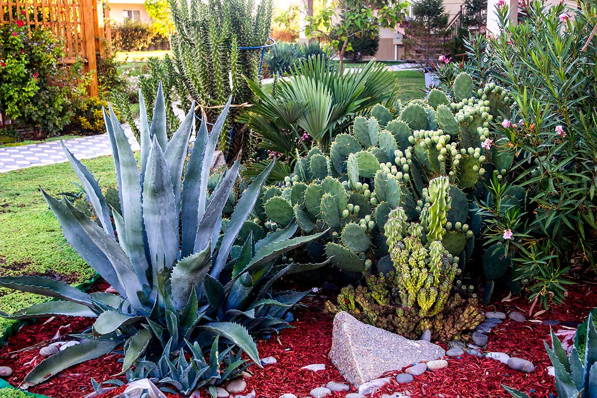 Cactus et Succulentes rocaille.