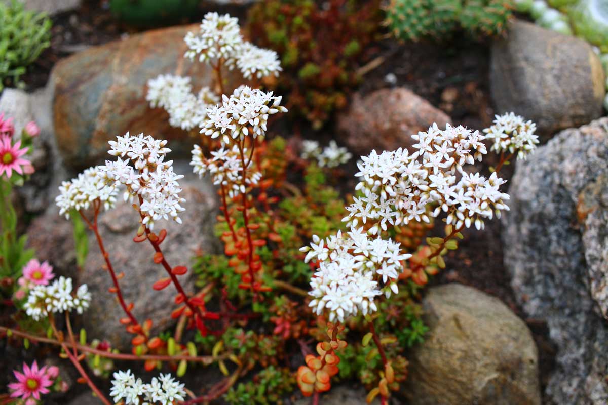 Sedums