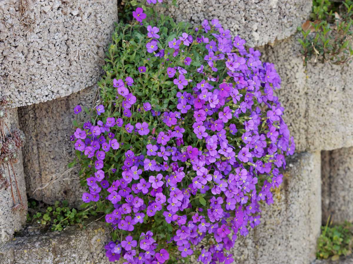 Aubriètes