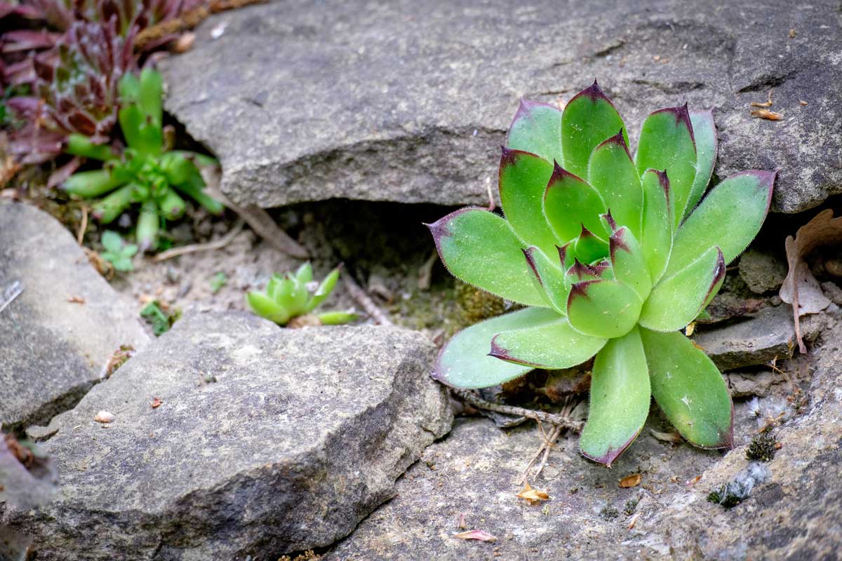 Sempervivums