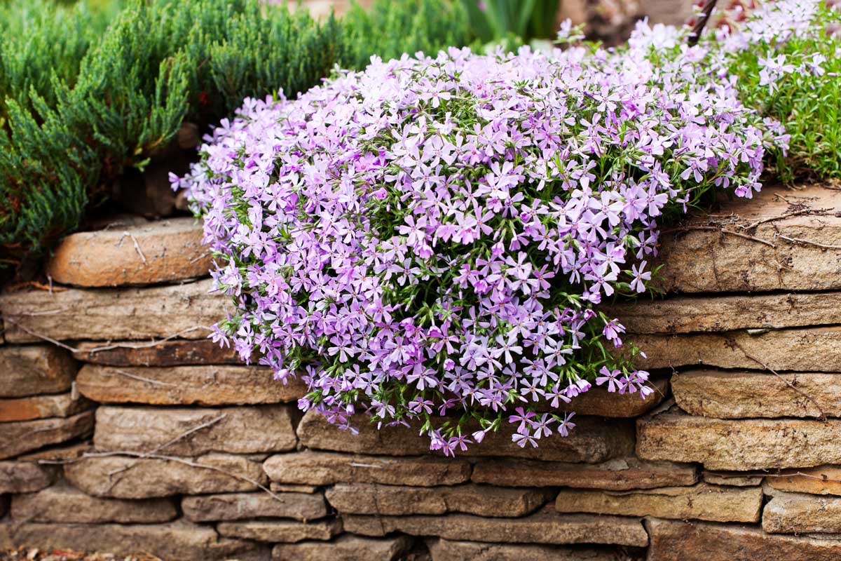 Phlox rampants