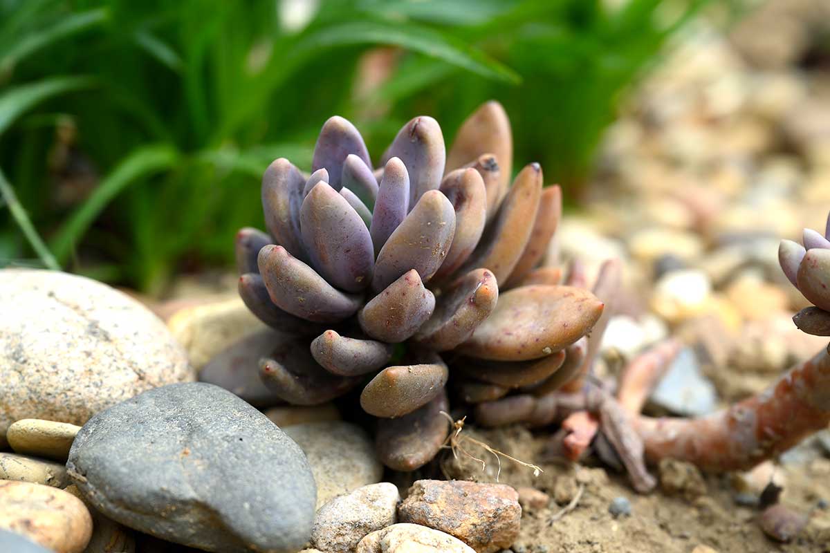 Plantes pour rocaille sans entretien.