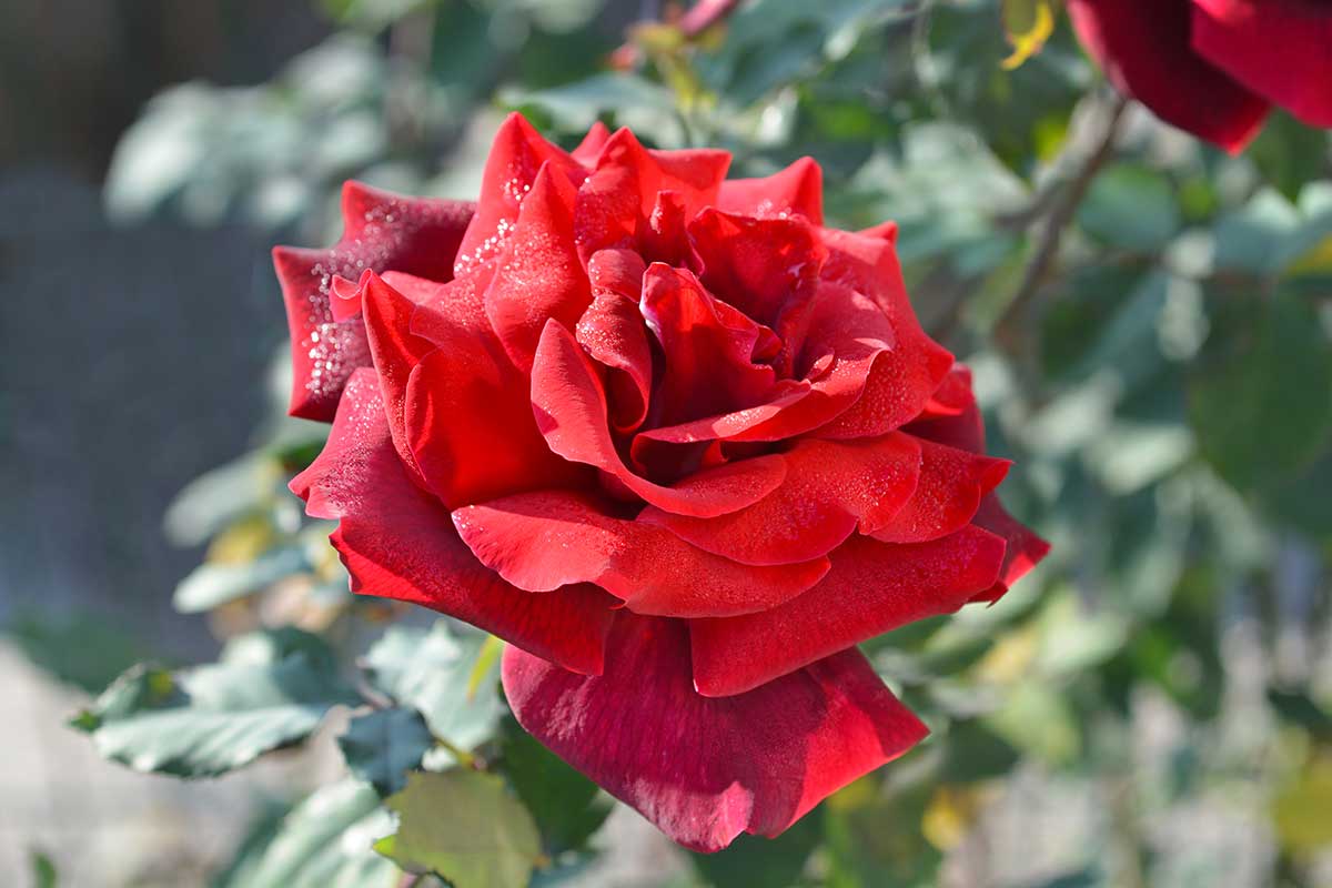 rose la plus parfumée