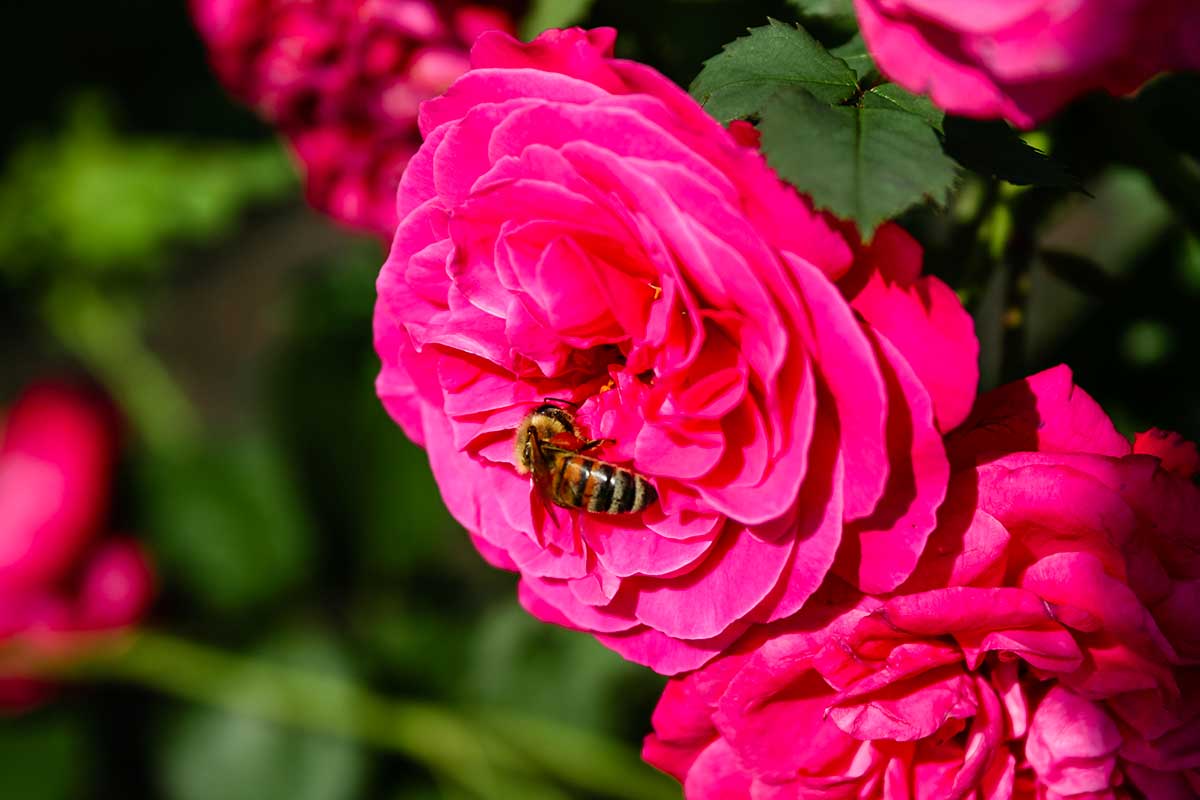 Roses de Portland