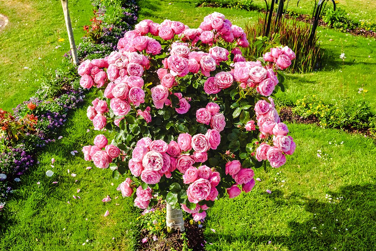 Rosier Anglais magnifique dans un jardin.