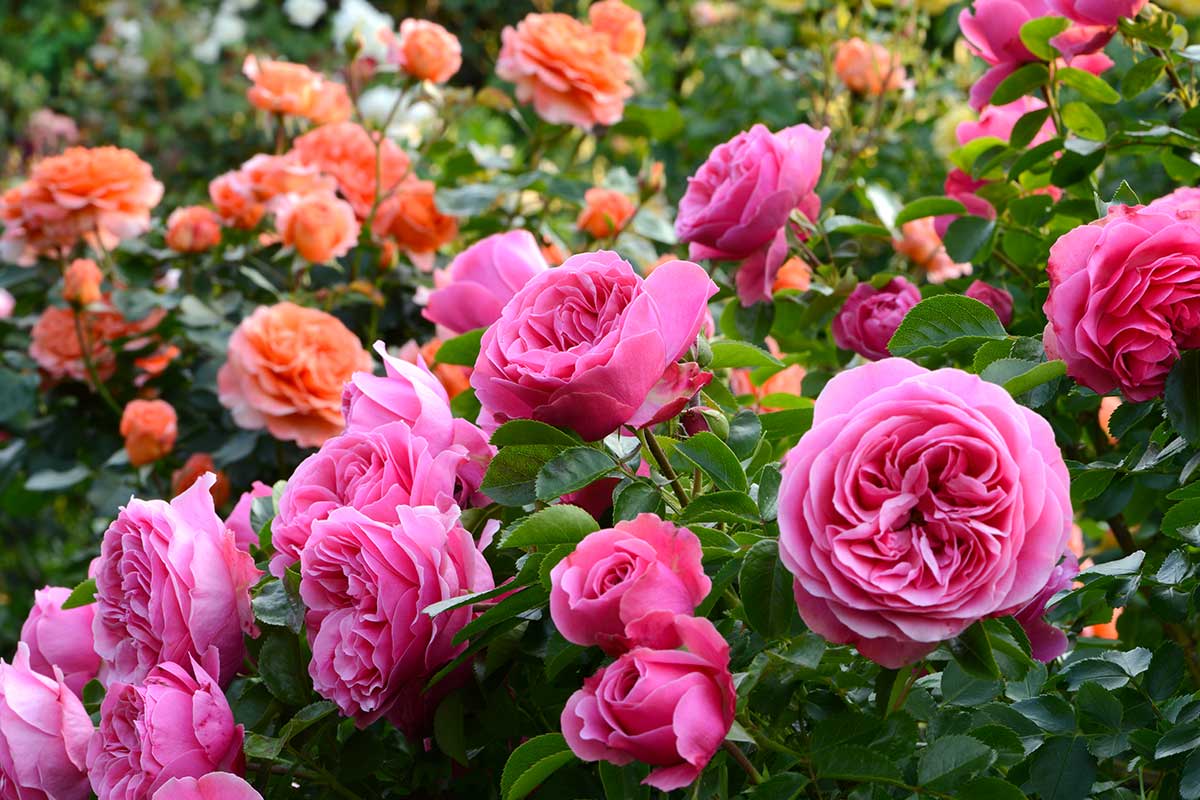 choix et entretien des roses dans le jardin