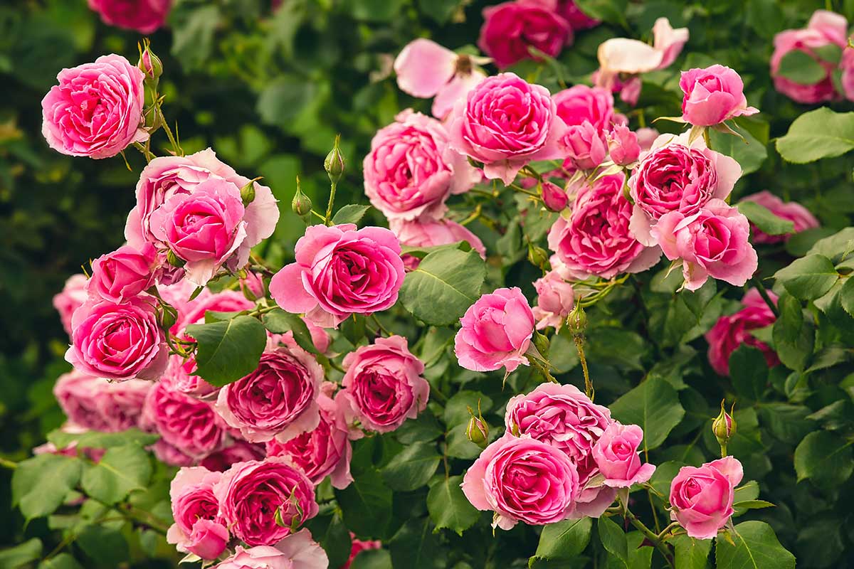 roses dans le jardin