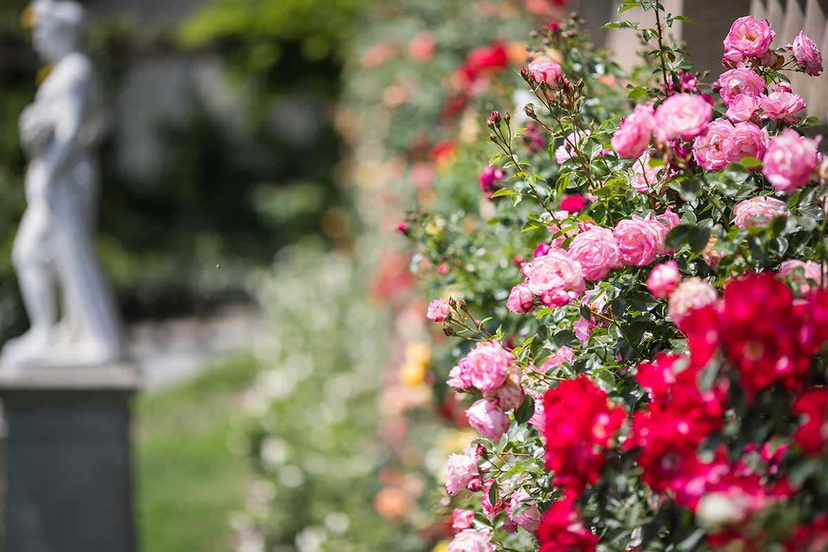 Rosier dans le jardin