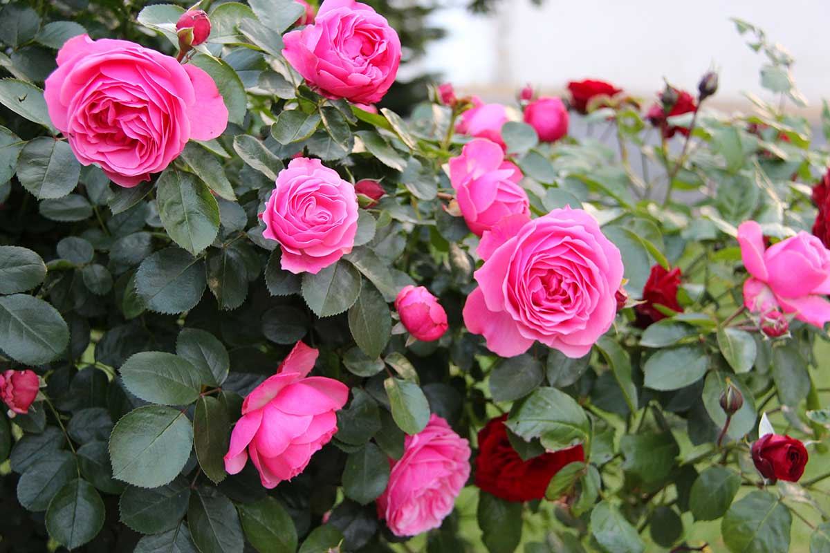 roses luxuriantes