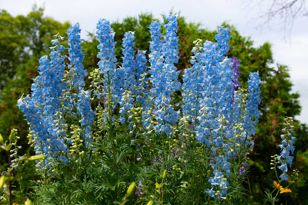 Delphinium bleu