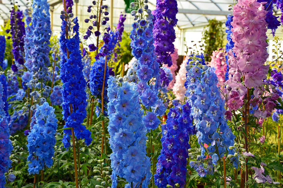 Spéronelle, Delphinium