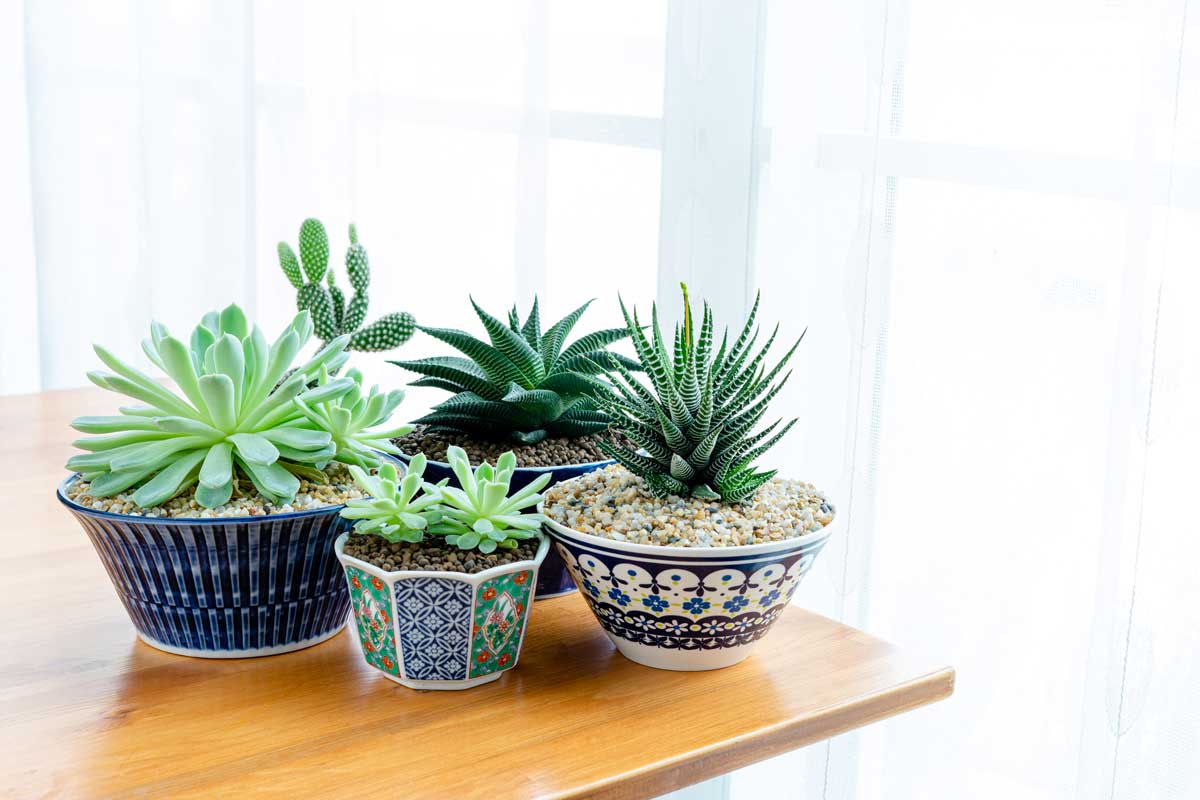 Vases avec différentes plantes grasse succulentes comme cactus ou encore aloès, echeverias, crassulas et sempervivums
