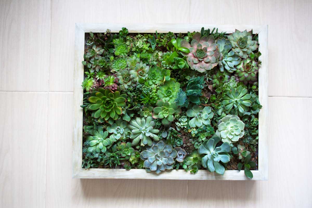 Tableau DIY avec des plantes grasses.