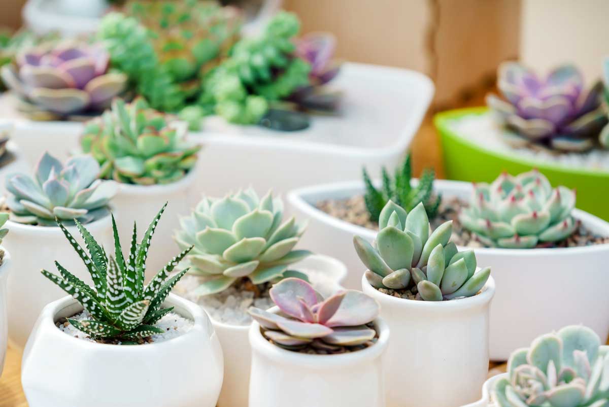 Petits pots blancs avec des succulentes.