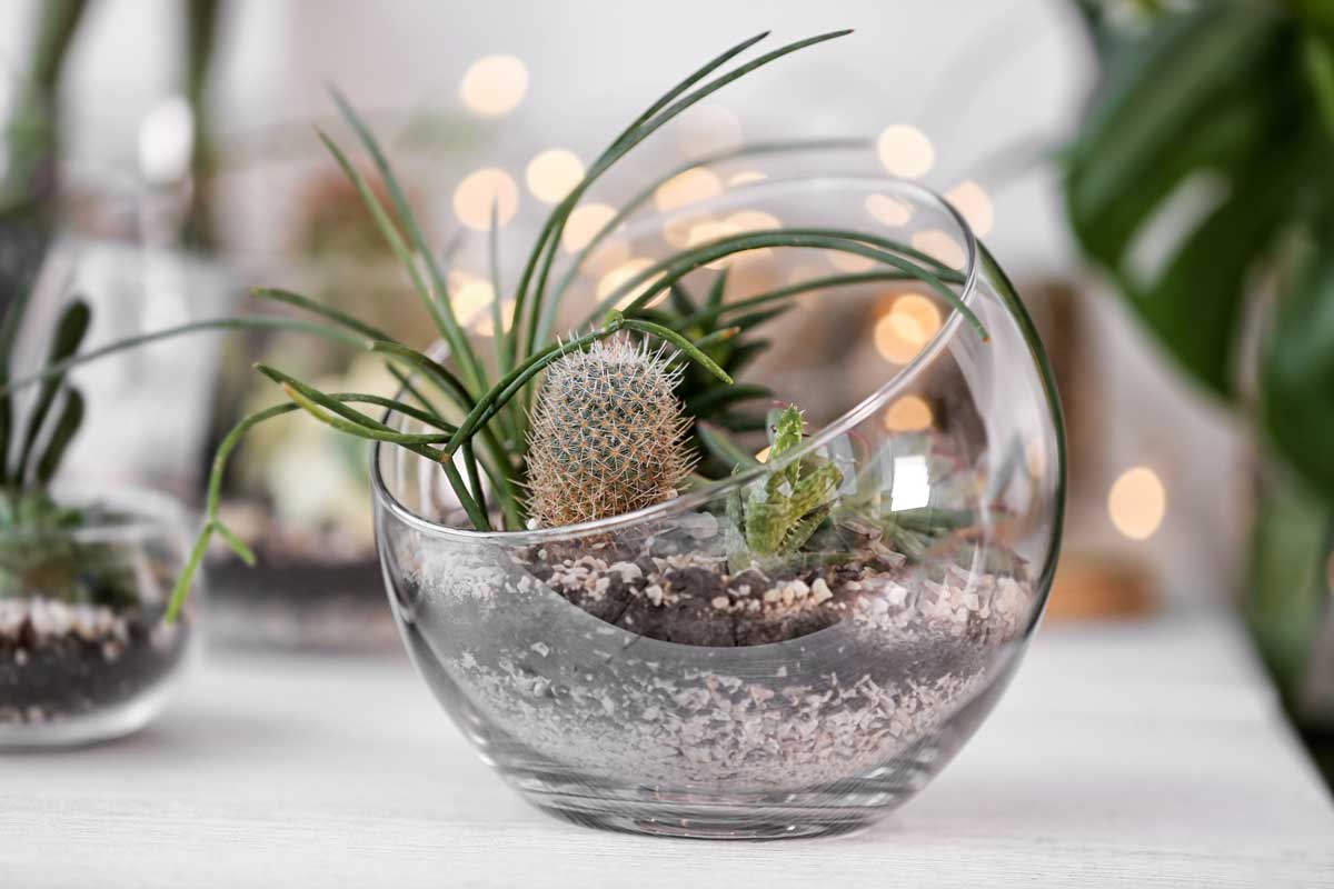 Terrarium déco avec cactus