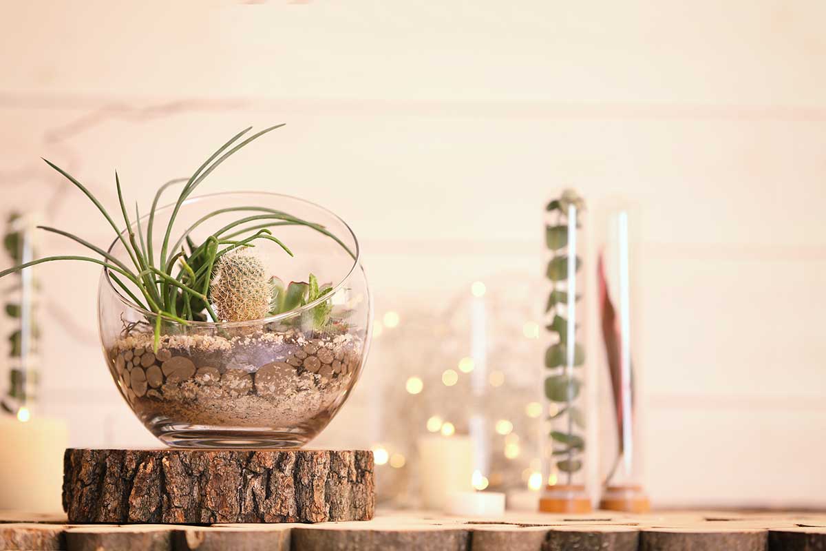 Terrarium de plantes grasse avec petit cactus, style desert.