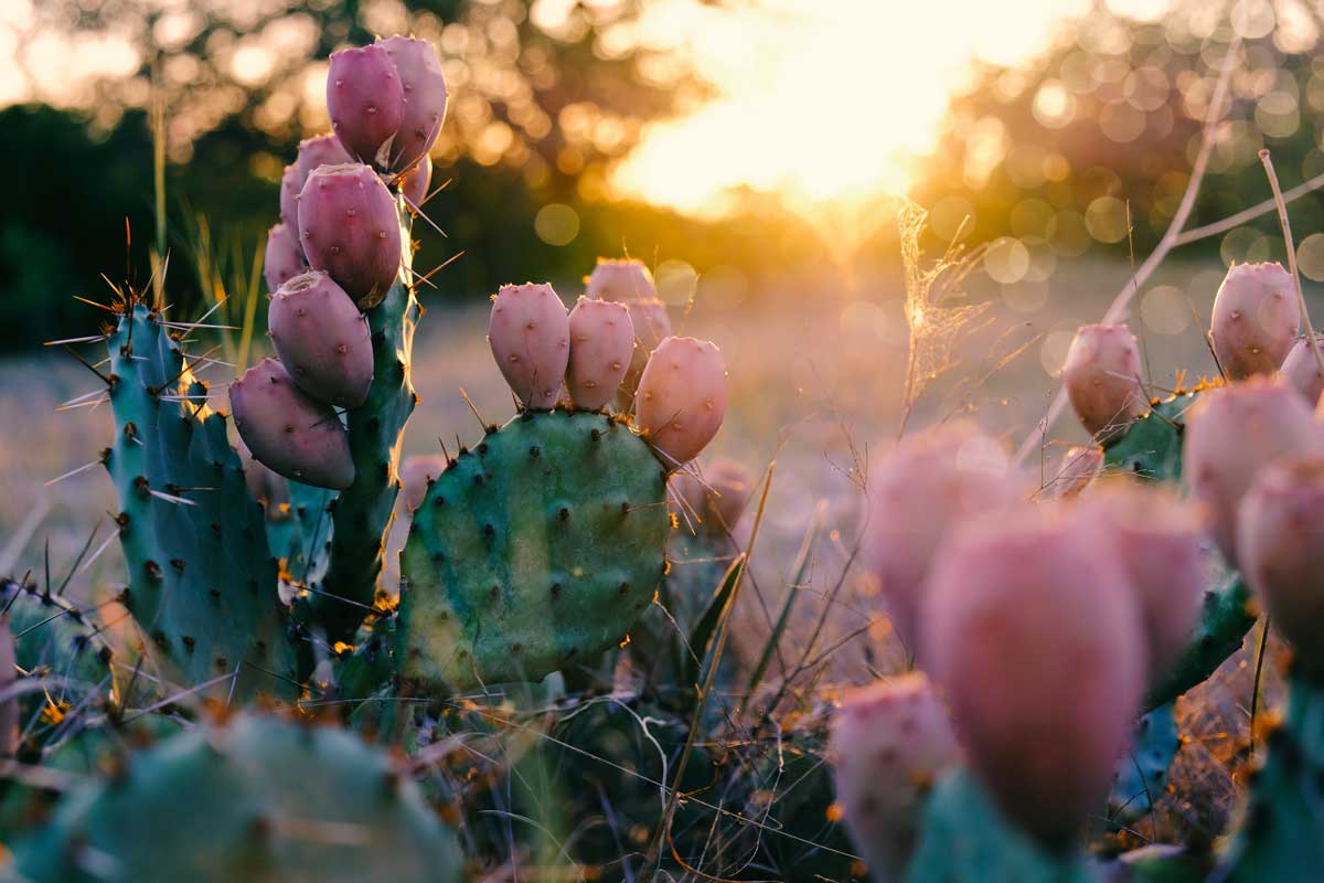 Cactus au coucher du soleil
